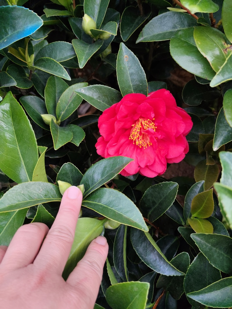 四季茶花福建基地批发规格齐全