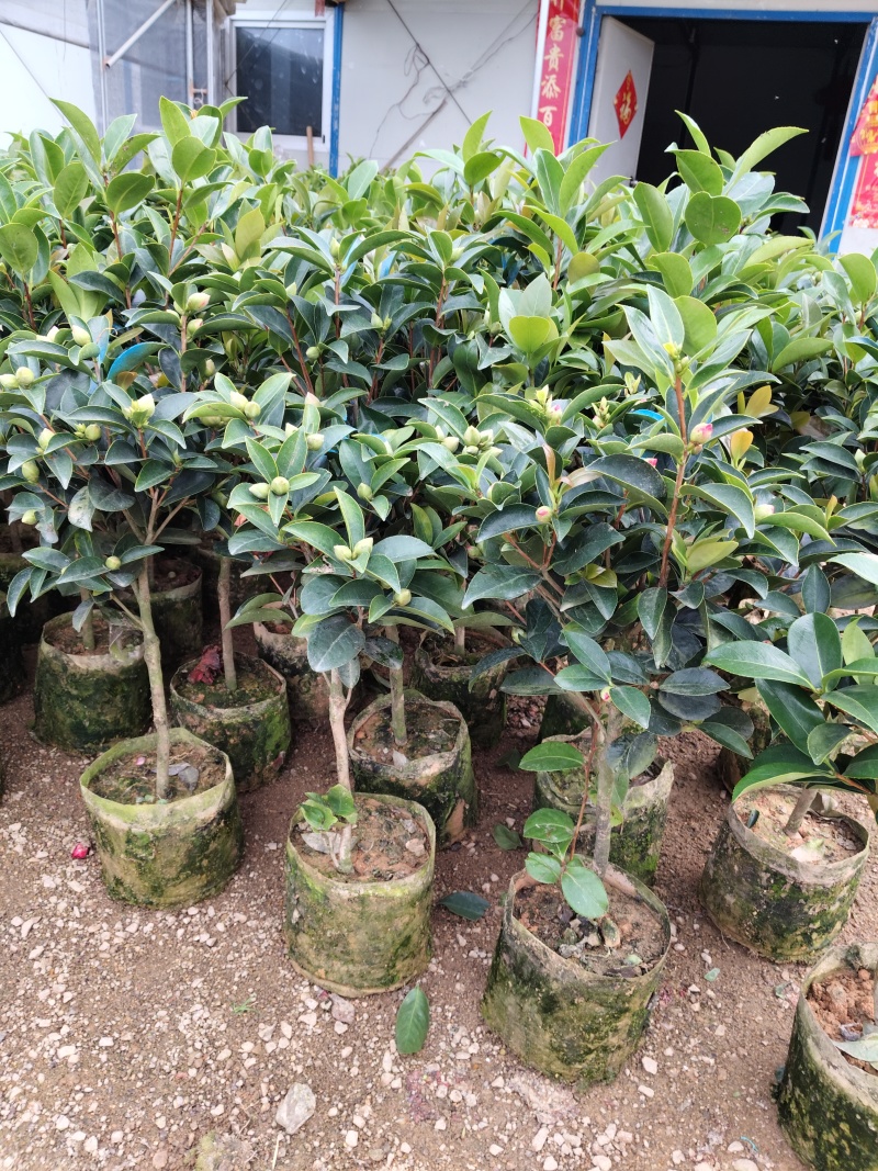 四季茶花福建基地批发规格齐全
