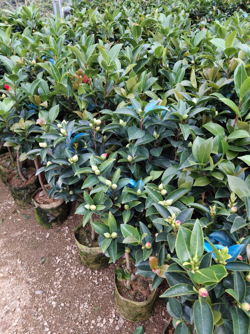 四季茶花福建基地批发规格齐全