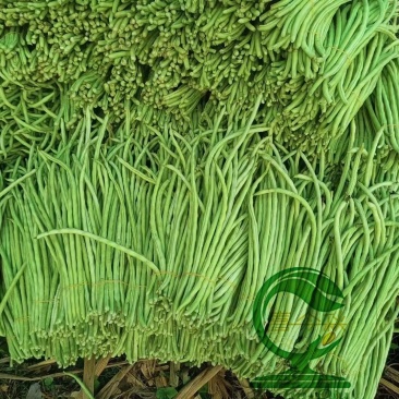 【豆多多甜豆角】早中熟浅绿色黑籽耐湿热无鼠尾