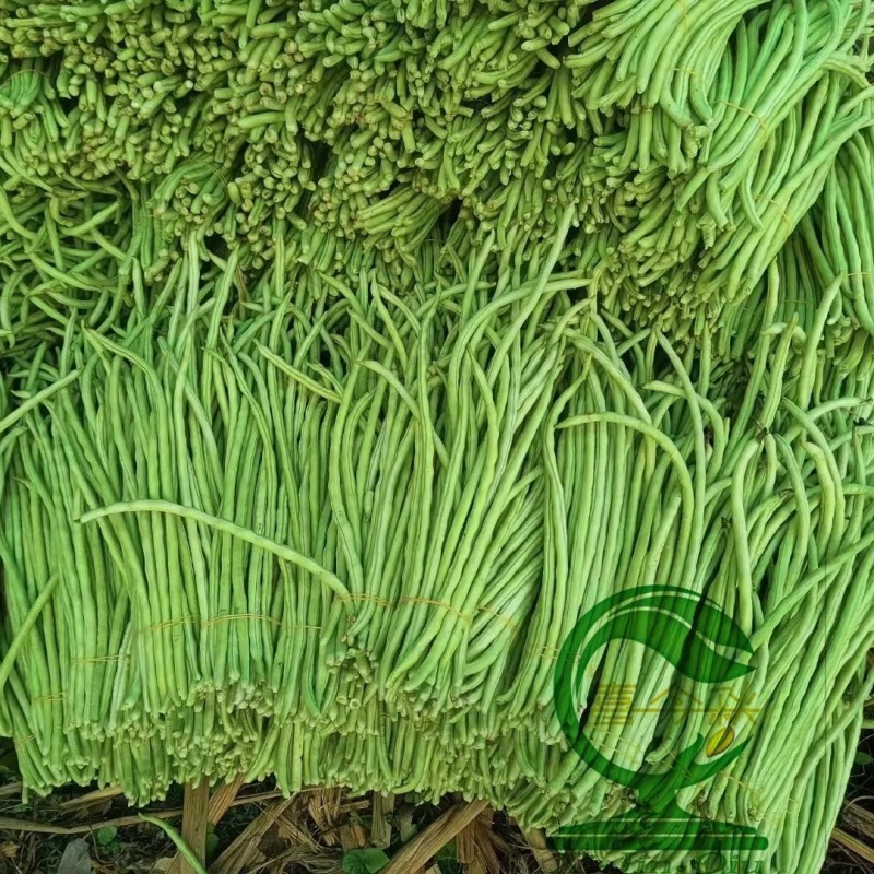 【豆多多甜豆角】早中熟浅绿色黑籽耐湿热无鼠尾