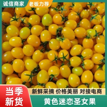 精品黄色圣女果迷恋圣女果小番茄黄樱桃圣女果