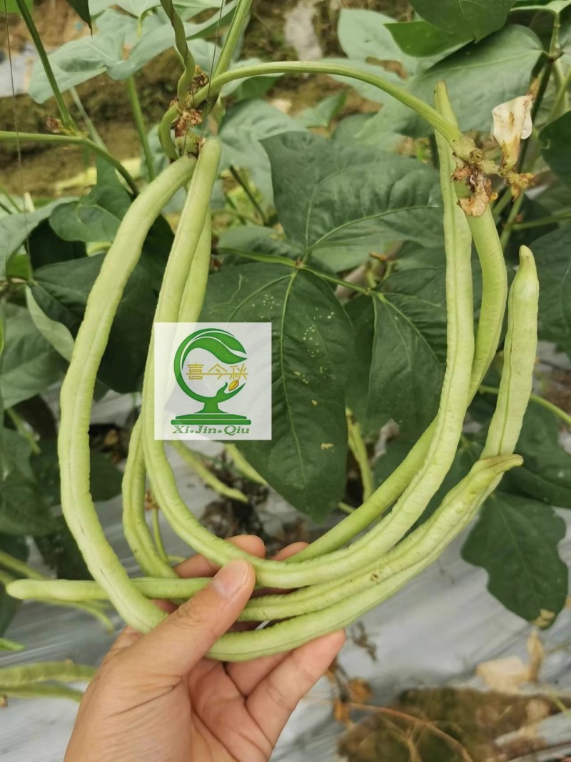 【豆多多甜豆角】早中熟浅绿色黑籽耐湿热无鼠尾