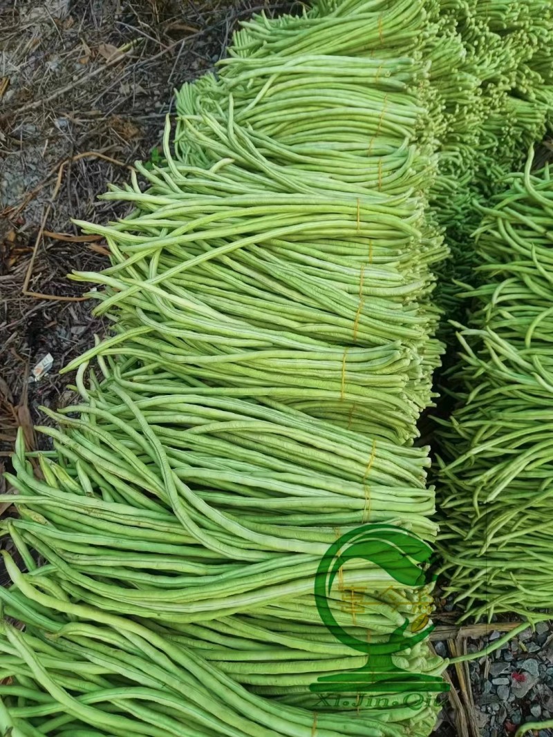【豆多多甜豆角】早中熟浅绿色黑籽耐湿热无鼠尾