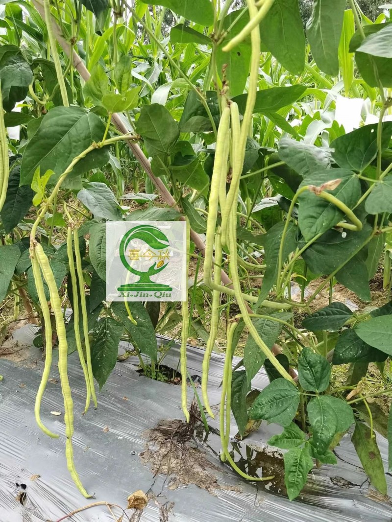 【豆多多甜豆角】早中熟浅绿色黑籽耐湿热无鼠尾