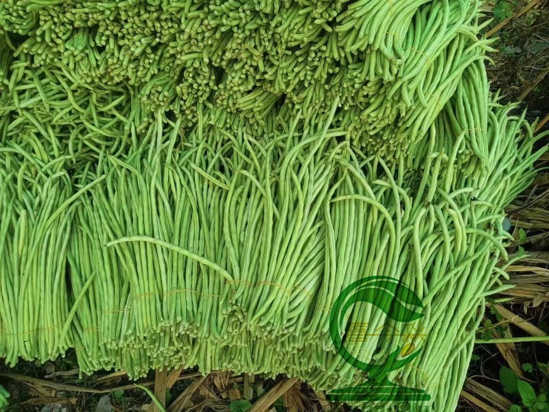【豆多多甜豆角】早中熟浅绿色黑籽耐湿热无鼠尾