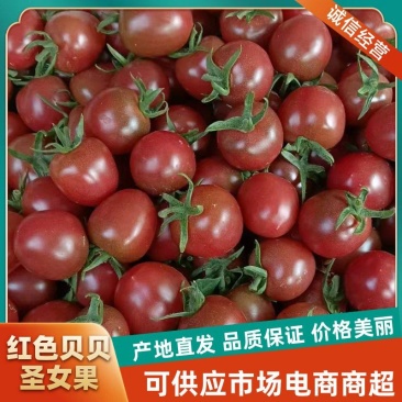 山东寿光贝贝圣女果大量上市千禧果小番茄产地直发量大从优