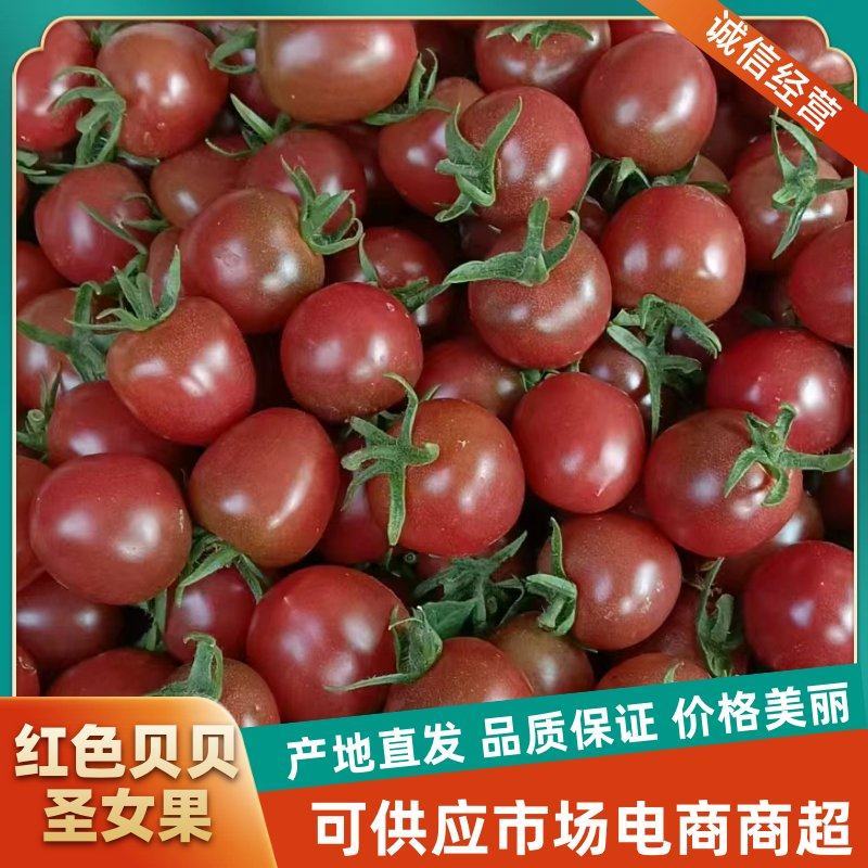 山东寿光贝贝圣女果大量上市千禧果小番茄产地直发量大从优
