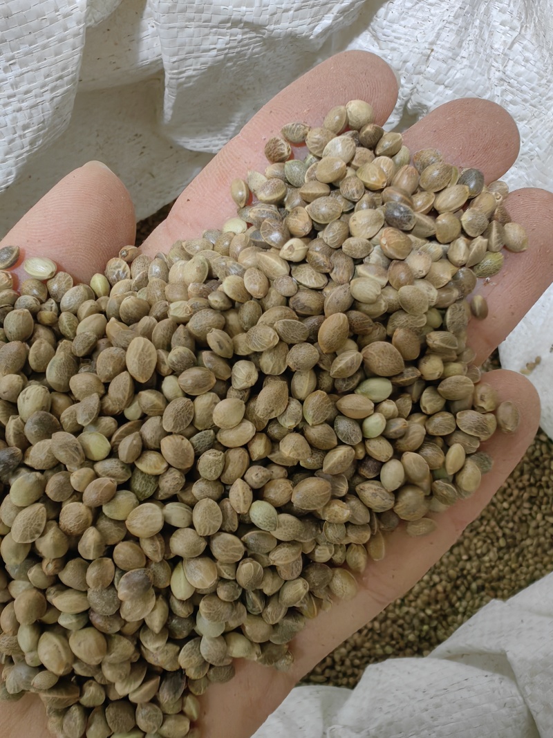 火麻仁批发优质火麻仁一手货源量大价优火麻仁