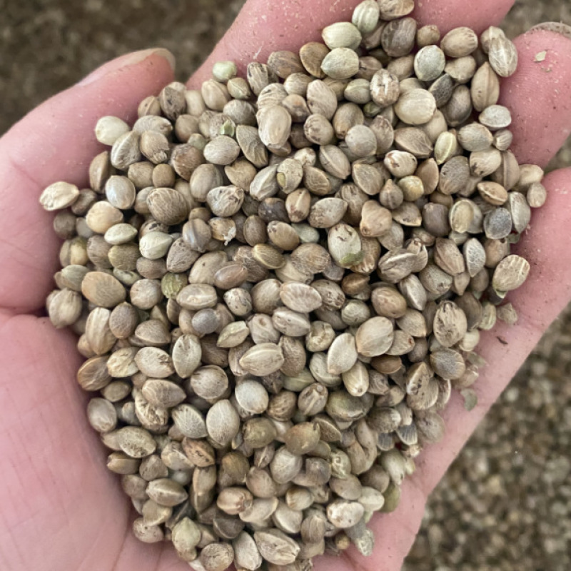 火麻仁批发优质火麻仁一手货源量大价优火麻仁