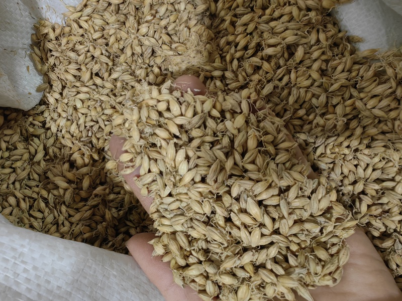 麦芽批发生麦芽炒麦芽规格齐全产地一手货源量大价优