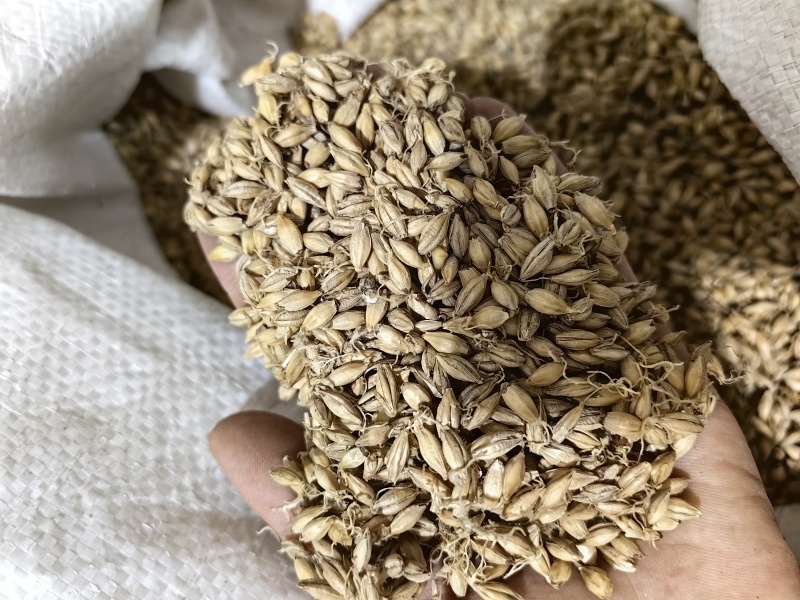 麦芽批发生麦芽炒麦芽规格齐全产地一手货源量大价优