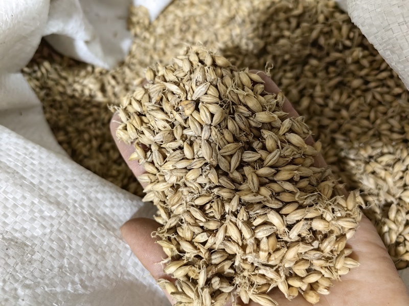 麦芽批发生麦芽炒麦芽规格齐全产地一手货源量大价优