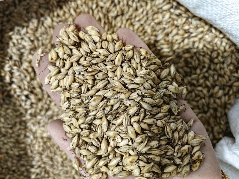 麦芽批发生麦芽炒麦芽规格齐全产地一手货源量大价优