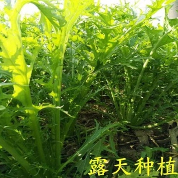 精品大量供应湖北露天新鲜雪里红
