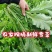 精品大量供应湖北露天新鲜雪里红