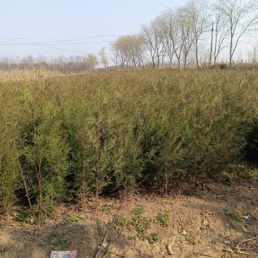 窄冠侧柏4cm以下