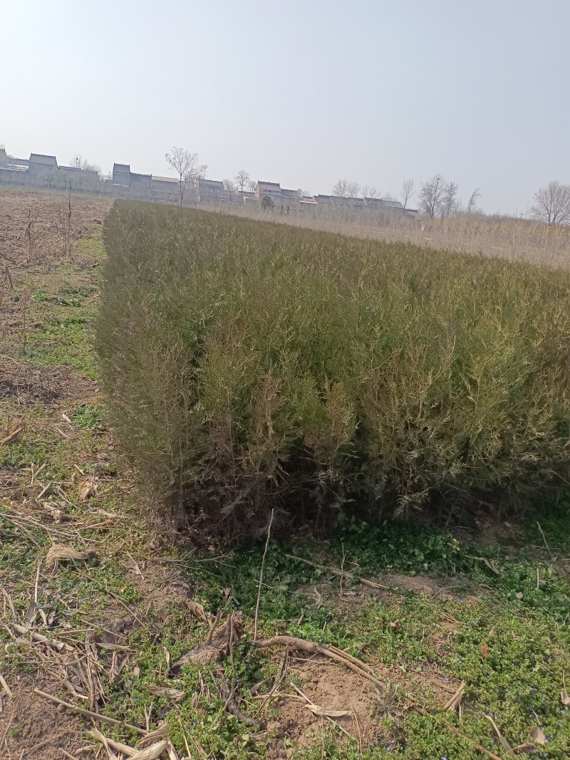 窄冠侧柏4cm以下