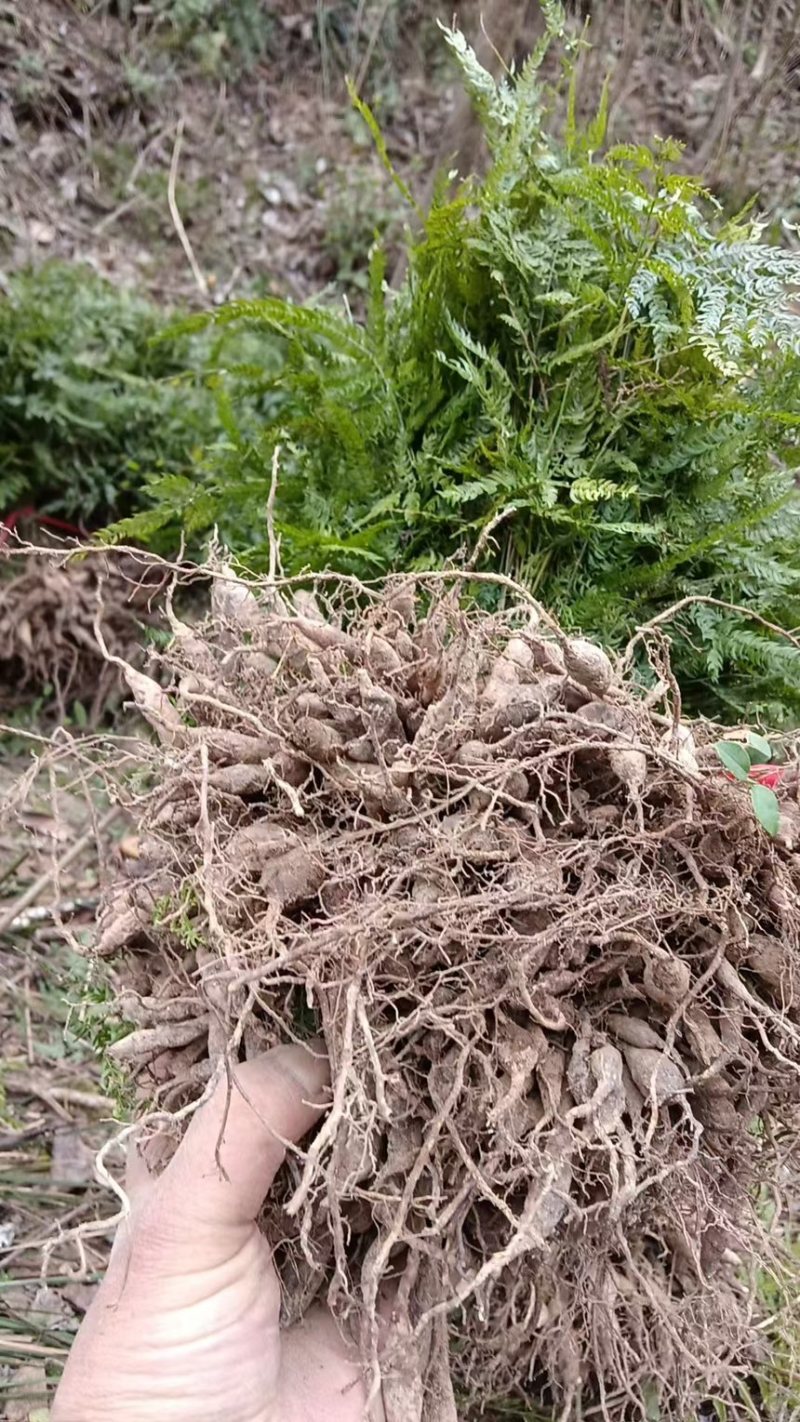 天冬，大量供应，货源充足，欢迎咨询，长期合作，