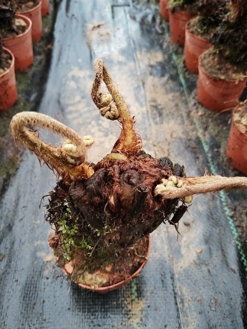 红鳞蕨桩头：现挖的新鲜高成活率，修剪干净自产自销