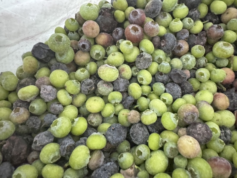 产地直销蓝莓青果冻果冷冻青红豆蓝莓原料速冻青蓝莓打酱果