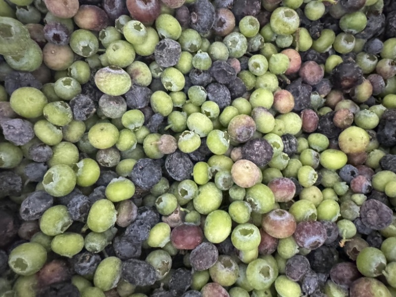 产地直销蓝莓青果冻果冷冻青红豆蓝莓原料速冻青蓝莓打酱果