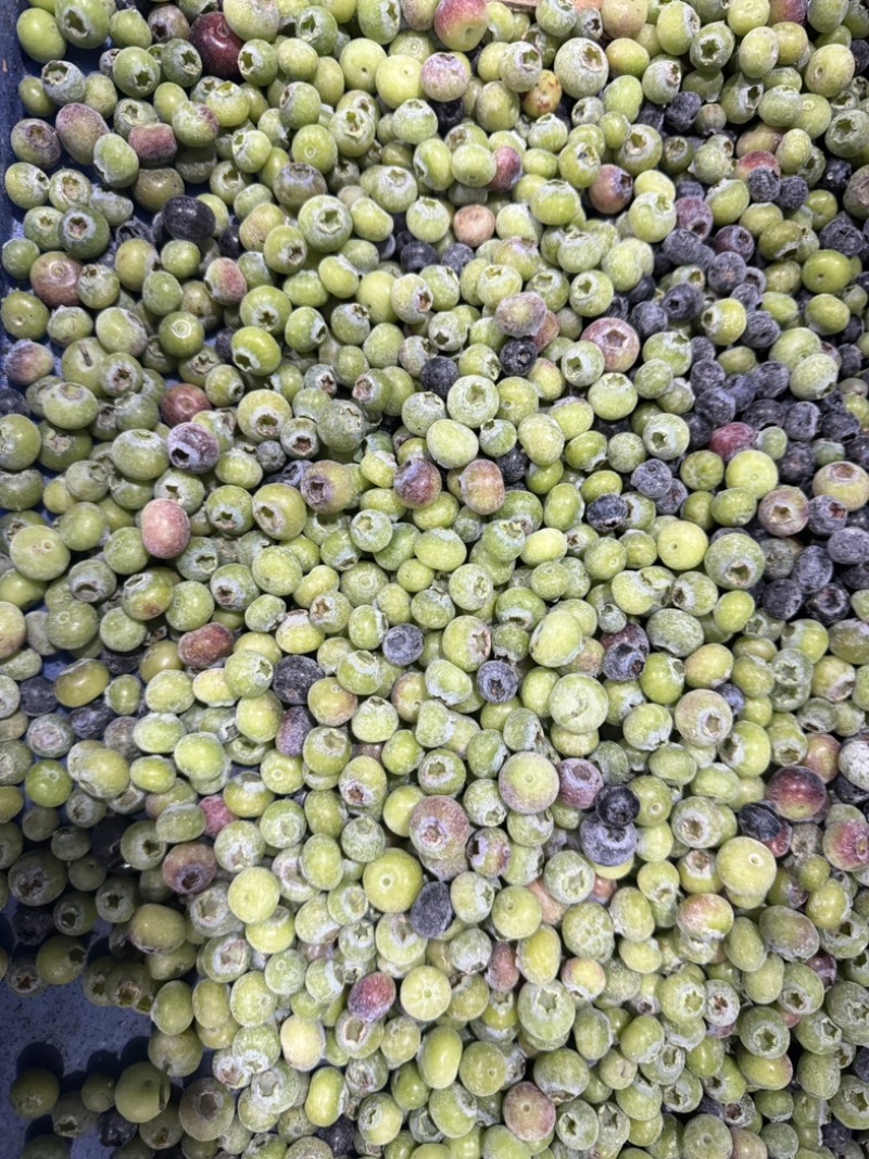 产地直销蓝莓青果冻果冷冻青红豆蓝莓原料速冻青蓝莓打酱果