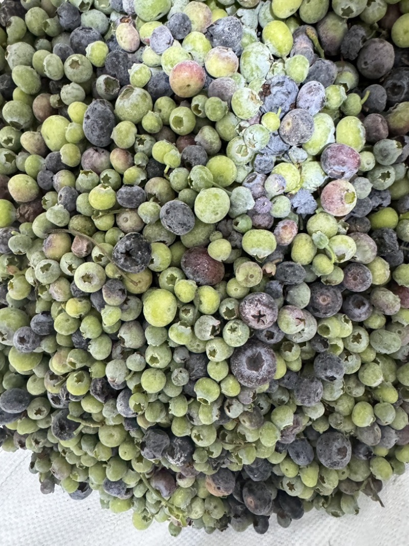 产地直销蓝莓青果冻果冷冻青红豆蓝莓原料速冻青蓝莓打酱果