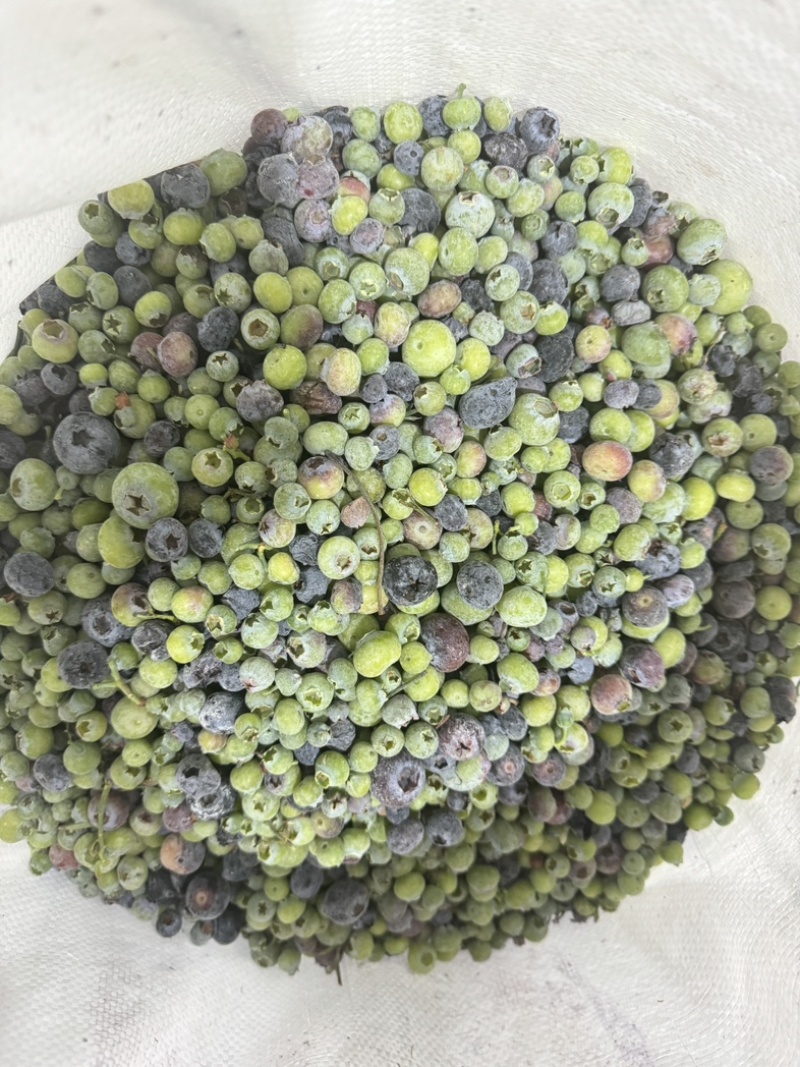 产地直销蓝莓青果冻果冷冻青红豆蓝莓原料速冻青蓝莓打酱果