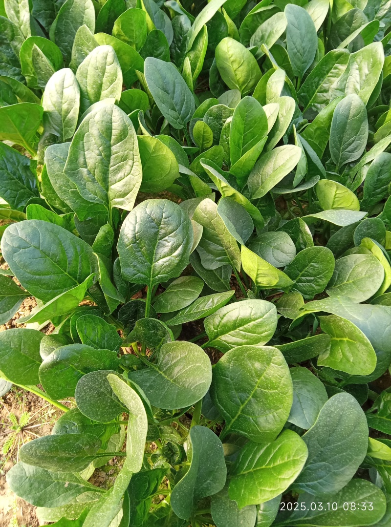 鼎菠优质菠菜种子直立大叶菠菜秋冬季种植均可