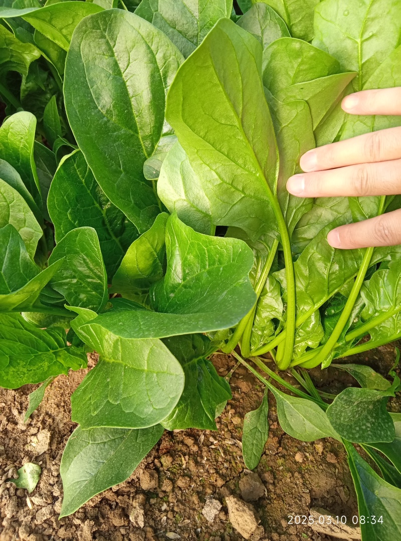 鼎菠优质菠菜种子直立大叶菠菜秋冬季种植均可