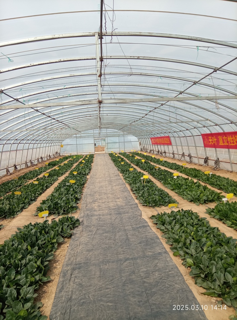 鼎菠优质菠菜种子直立大叶菠菜秋冬季种植均可