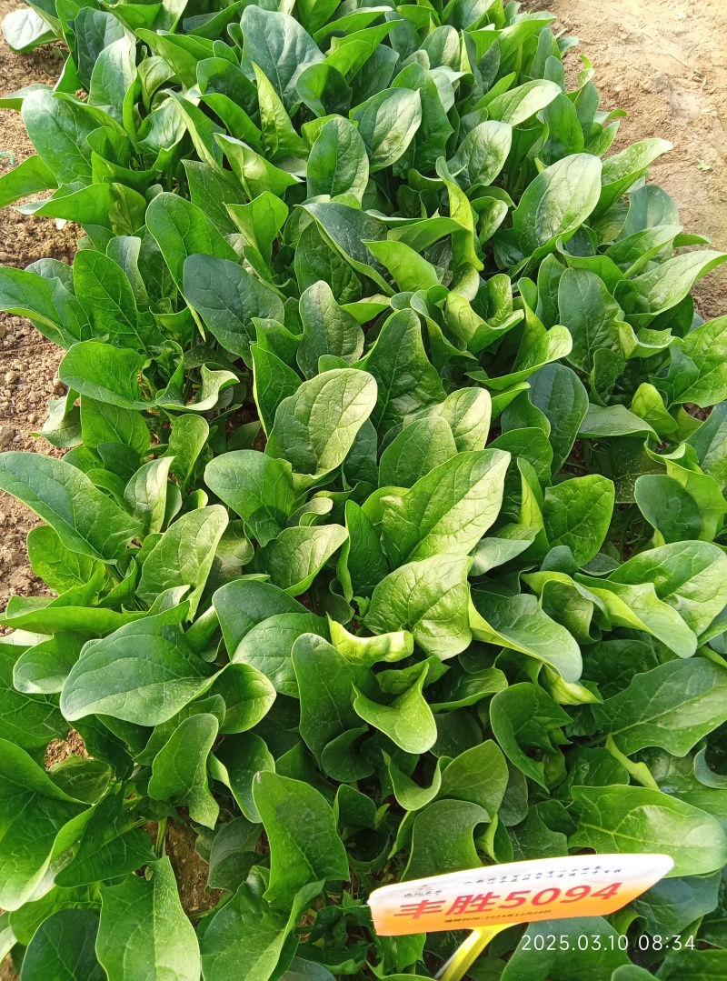 鼎菠优质菠菜种子直立大叶菠菜秋冬季种植均可