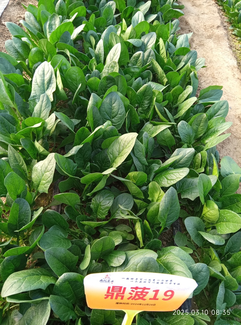 鼎菠优质菠菜种子直立大叶菠菜秋冬季种植均可