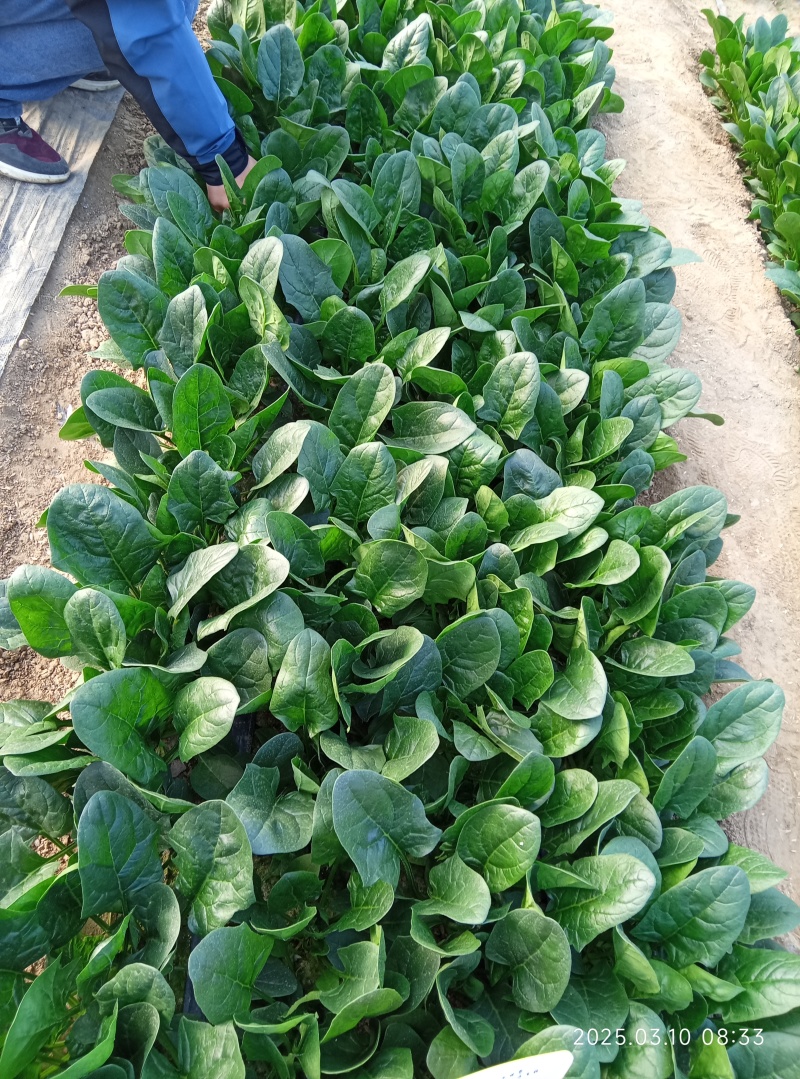鼎菠优质菠菜种子直立大叶菠菜秋冬季种植均可