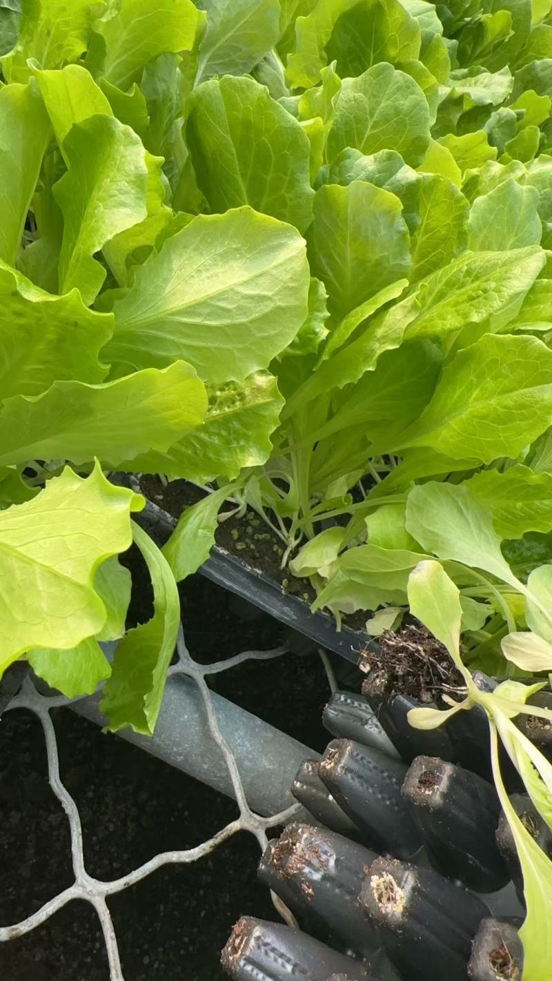 生菜苗山东种苗基地精选存活率高大量上市