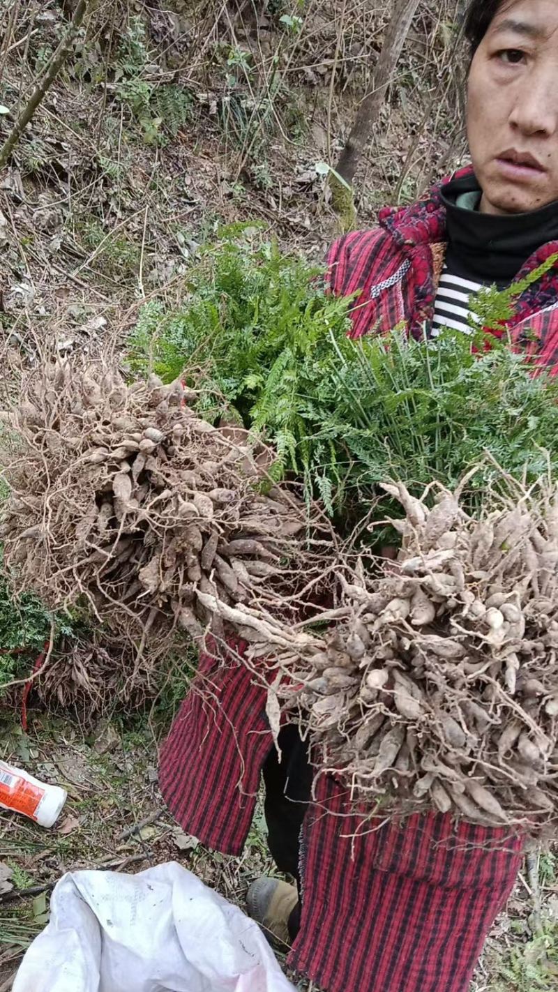 天冬，大量供应，货源充足，欢迎咨询，长期合作，