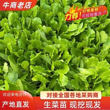 生菜苗山东种苗基地精选存活率高大量上市