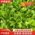 生菜苗山东种苗基地精选存活率高大量上市