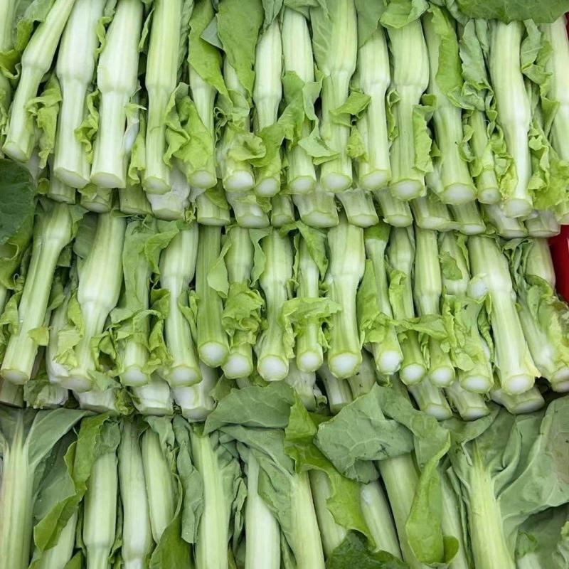 精品白菜苔贵州安顺基地直供质量保证货源充足全国发货