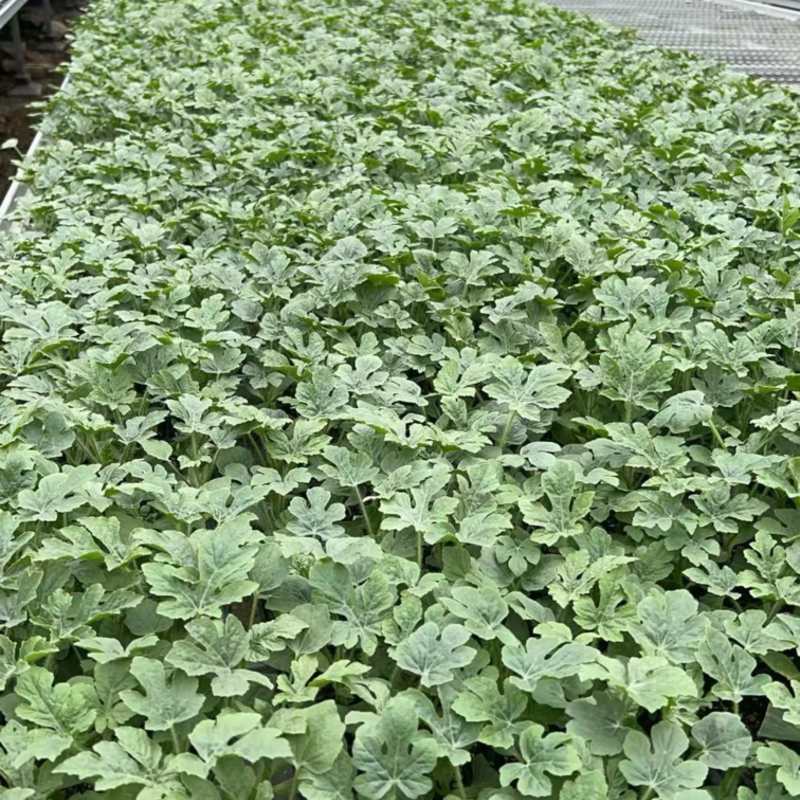 西瓜苗大量有货保障品质存活率高提供专业技术