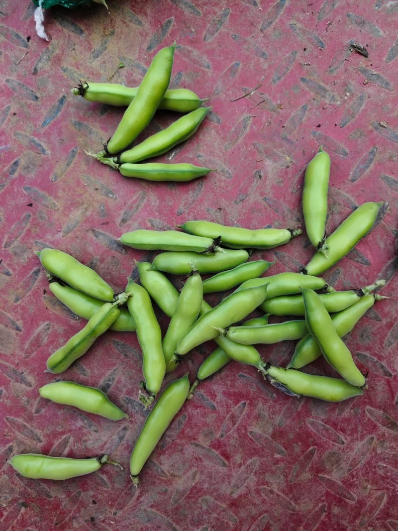 云南精品蚕豆，量大价低