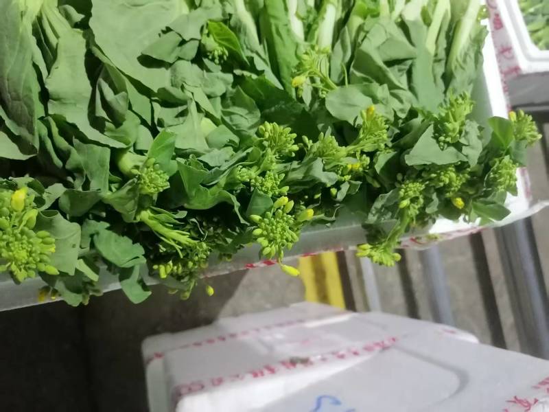精品白菜苔贵州安顺基地直供质量保证货源充足全国发货