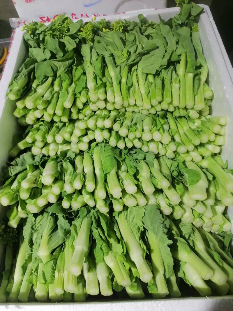 精品白菜苔贵州安顺基地直供质量保证货源充足全国发货