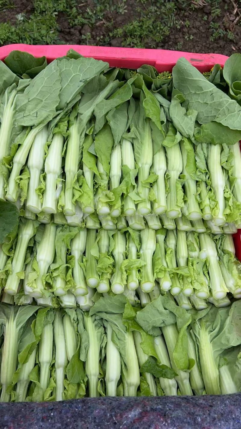 精品白菜苔贵州安顺基地直供质量保证货源充足全国发货