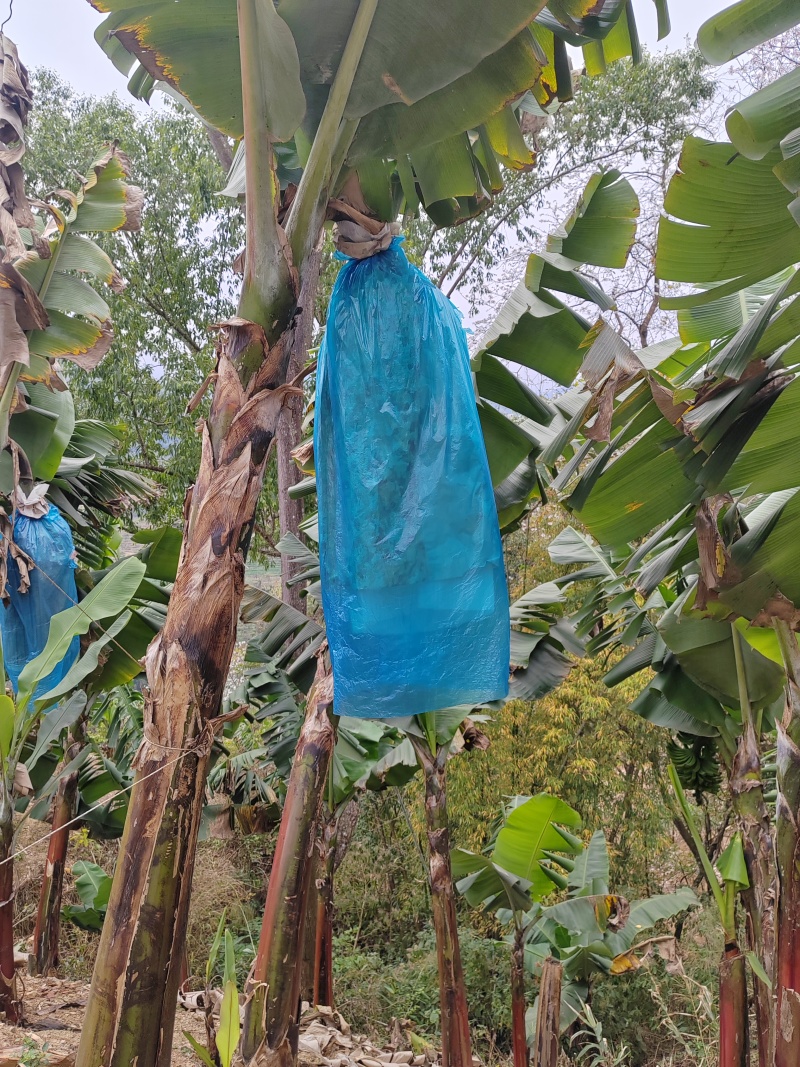 香蕉云南产地直供，，货量充足，全国无死角代收代卖，