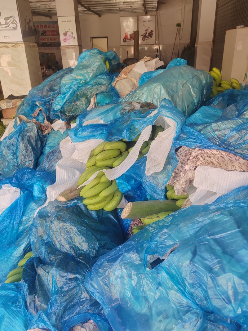 香蕉云南产地直供，，货量充足，全国无死角代收代卖，
