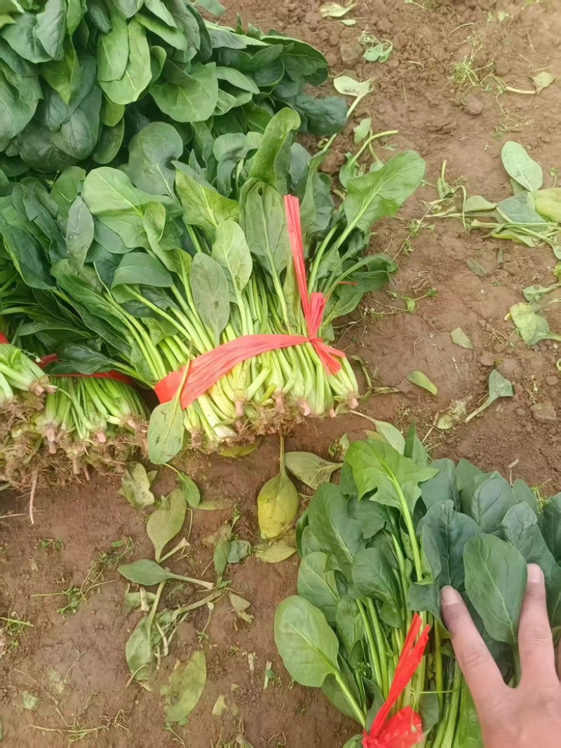 河北大棚大叶菠菜大量上市四季有货，可长期合作