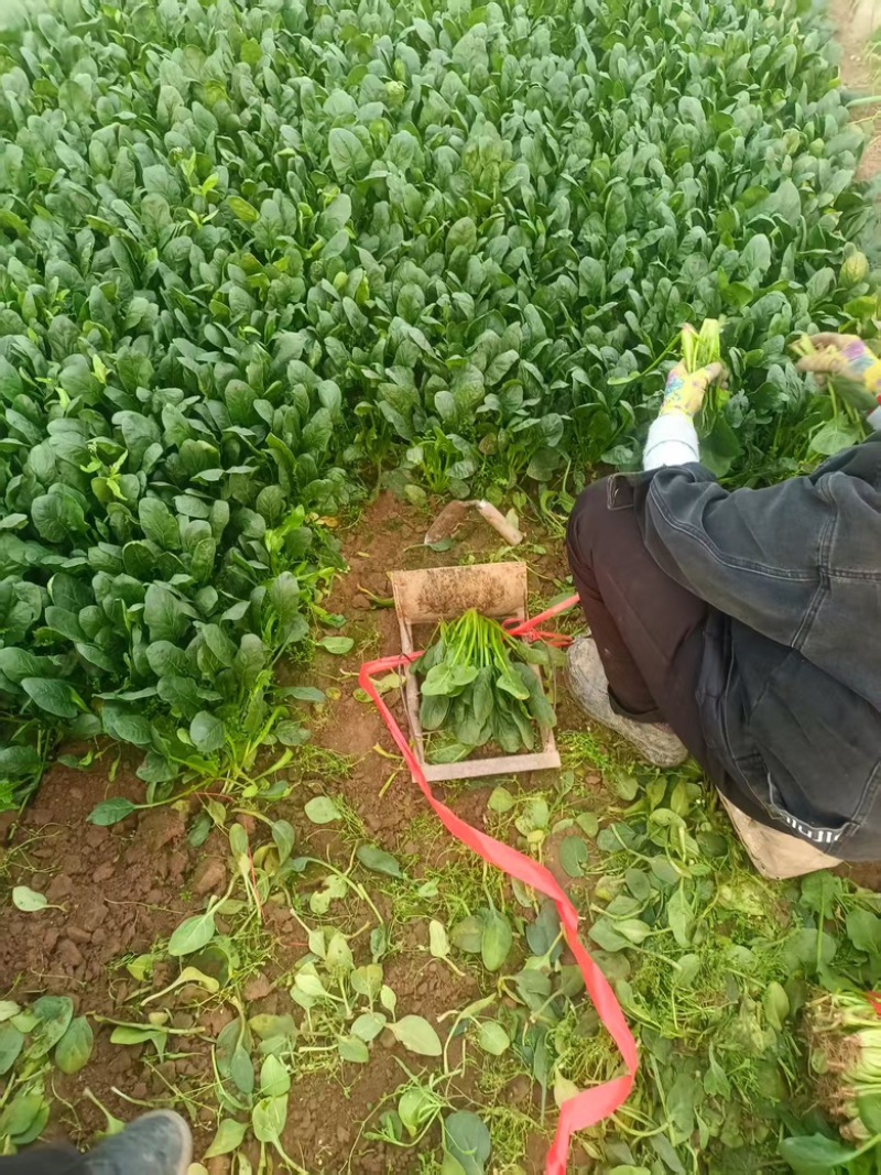 河北大棚大叶菠菜大量上市四季有货，可长期合作