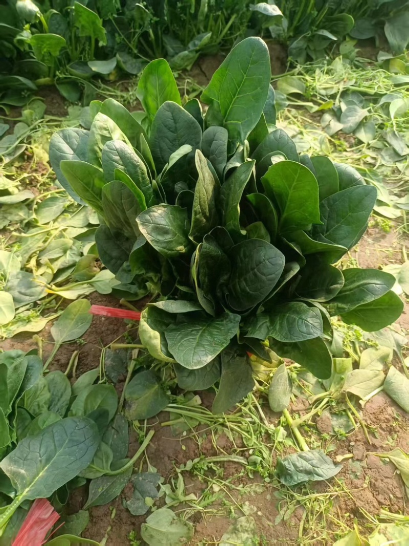 河北大棚大叶菠菜大量上市四季有货，可长期合作